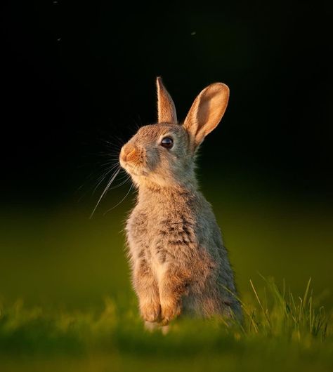 Wild Rabbits, Hummingbirds Photography, Bbc Earth, Wild Rabbit, Bunny Drawing, Pretty Please, Bunny Pictures, Rabbit Baby, Wildlife Photos