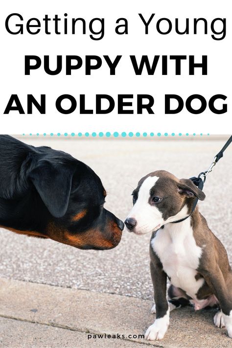 Introducing A Puppy To Your Dog, Introducing A New Puppy To Your Dog, Adoption Tips, Dogs Nails, Training Puppies, Dog At Home, Blind Dog, Basic Dog Training, Dog Enrichment