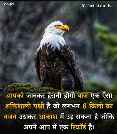 Amazing Facts In Hindi, 10 Amazing Facts, Snake Facts, Daily Fun Facts, Youtube Facts, Facts In Hindi, Bird Facts, Interesting Facts In Hindi, Fun Facts About Life