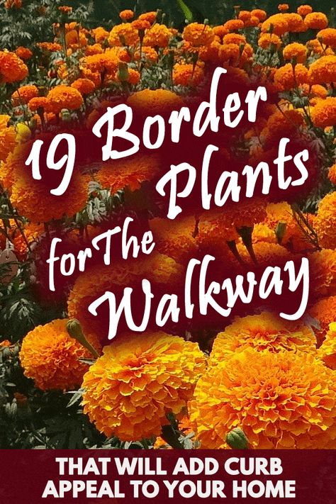 19 Border Plants for The Walkway That Will Add Curb Appeal To Your Home - Garden Tabs Garden Path Plants, Garden Paths And Walkways Flower Beds, Flower Bed Along Sidewalk Front Walkway, Curb Sidewalk Landscaping, Plant Lined Walkway, Front Yard Walkway Landscaping Sidewalks, Sidewalk Plants Walkways, Plants To Line Walkway, Walkway Landscaping Entryway