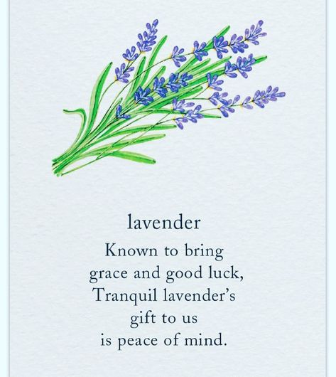 Did you know? . .  I’m all about trying to bring as much peace to my home as possible now. I’m learning that having peace ☮️ will make for an easier life. If it doesn’t bring me calm, it’s gone.  #lavender #bringpeace #bringcalm #calmlife #happylife #momlife Aesthetic Cards, Flower Symbolism, Flower Dictionary, Lavender Plants, Tutorial Drawing, Zen Gardens, Lip Tutorial, Lavender Gifts, M Learning