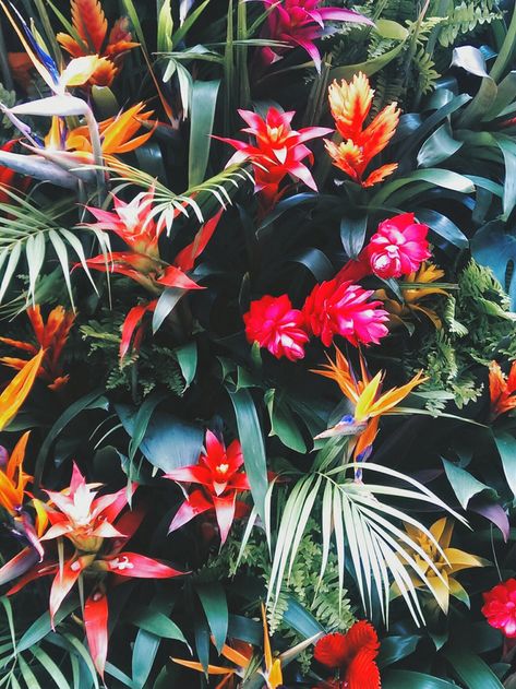 Jutta & Dieter Blocher #bestinteriordesigners Tropical Plants And Flowers, Wallpaper Tumblr, Plants And Flowers, Tropical Vibes, Tropical Garden, Exotic Flowers, Tropical Paradise, Tropical Flowers, Tropical Plants