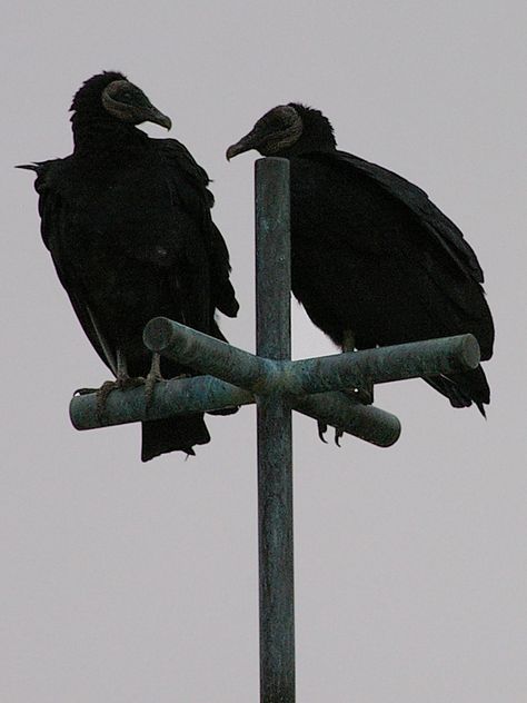 Vultures Aesthetic, Black Vulture Tattoo, Giant Vulture Dnd, Vulture Aesthetic, Vulture Aesthetics, Vulture Skull, Bearded Vulture Aesthetic, Marvel Vulture, Vulture Illustration