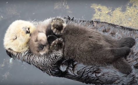 sea otters holding hands — Blog — Eva Grello Sea Otters Holding Hands, Cuddling Gif, Otter Man, Baby Sea Otters, Otters Holding Hands, Cutee Animals, Sea Otters, Hand Painted Cat, Sea Otter