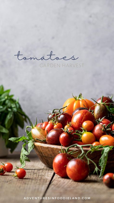 Juicy and refreshing tomato recipes to quench the summer heat. Tomato Food Photography, Tomatoes Photography, Tomato Photography, Lifestyle Food Photography, Vegetable Photography, Vegetables Photography, Fruit Photography, Garden Harvest, Tomato Garden