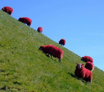 The red sheep of Scotland: Andrew Jack, a farmer of Scotland, painted his flock of sheep bright red in an effort to "brighten things up". This 54-strong flock of red sheep, grazing on a hillside, have been entertaining motorists driving past the business park in West Lothian, Scotland. The sheep were painted using animal friendly dye and the color remains for about a month until sheared. This is quite a sight! Red Sheep, Red Dye, Sheep And Lamb, Pet Grooming, Mother Nature, Food Animals, Goats, Farmer, Pet Friendly