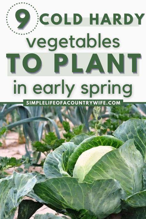 For those living in cooler climates or regions prone to late frosts, selecting the right vegetables to plant in early spring can make all the difference to the vegetables you grow in your garden. | cold weather garden vegetables | growing vegetables in winter cold weather | vegetables that grow in cold weather | growing vegetables in cold weather | cold weather vegetable garden | cold hardy veggies | best vegetables to plant in spring | cold hardy vegetable plants Cold Weather Garden, Vegetables To Plant In Spring, Cold Weather Plants, Growing Cabbage, Vegetables Growing, Vegetables To Plant, Broccoli Plant, Best Vegetables, Homestead Kitchen