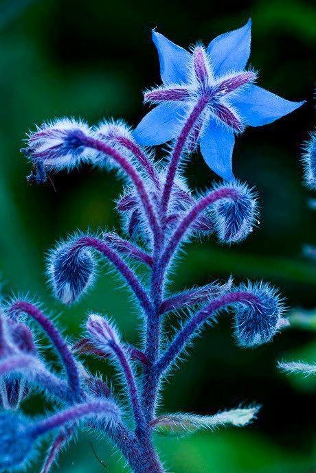 Secret Gardens, Unusual Flowers, The Secret Garden, Unique Flowers, Exotic Flowers, Beautiful Blooms, Blue Flower, Dream Garden, Love Flowers