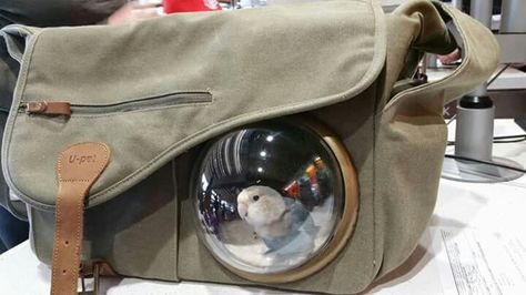 U pet Crossbody A series bird carrier http://u-pet.co/crossbody-a-series.html Pet Carrier Diy, Bird Room, Pigeon Cage, Pet Pigeon, Bird Carrier, Parakeet Toys, Pet Ideas, Baby Bird, Bird Cages