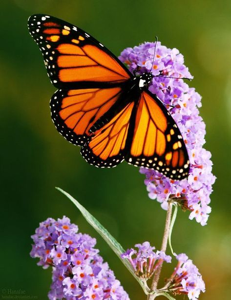 Juliette Tattoo, Butterfly Loca, Monarch Butterflies Photography, Night Crawlers, Borboleta Tattoo, Kristina Webb, Butterfly Photography, Beautiful Butterfly Photography, Butterfly Art Painting