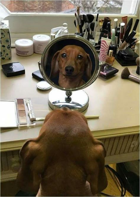 Wholesome Dog, Dachshund Funny, Weenie Dogs, Silly Dogs, Dachshund Lovers, Dachshund Puppies, Dachshund Love, Silly Animals, Weiner Dog