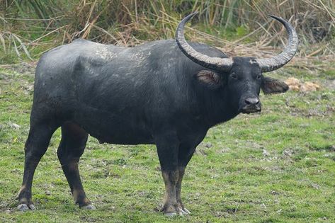 Buffalo Chicken Nachos, Buffalo Dip, Buffalo Animal, Wild Waters, Grass Wallpaper, Water Buffalo, Endangered Species, Animals Of The World, Animal Photography