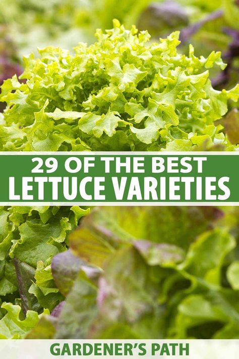 Lettuce is an easy to grow, nutritious addition to your vegetable patch. With lots of different cultivars available in a variety of sizes, shapes, colors, and textures you're sure to find one to suit your garden. Discover 29 of our favorite lettuce varieties now on Gardener's Path. #lettuce #growyourown #gardenerspath Types Of Lettuce, Vegetable Garden Tips, Head Of Lettuce, Beet Recipes, Seed Pack, Seed Company, Fall Plants, Deep Burgundy, Organic Vegetables