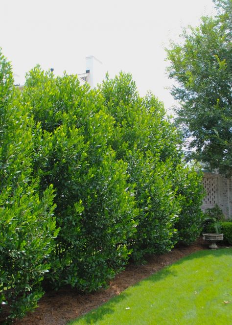 Prunus Caroliniana, Cherry Laurel Hedge, Red Tip Photinia, Tudor Garden, Landscape Screen, Cherry Laurel, Deer Resistant Shrubs, Laurel Hedge, Fatsia Japonica