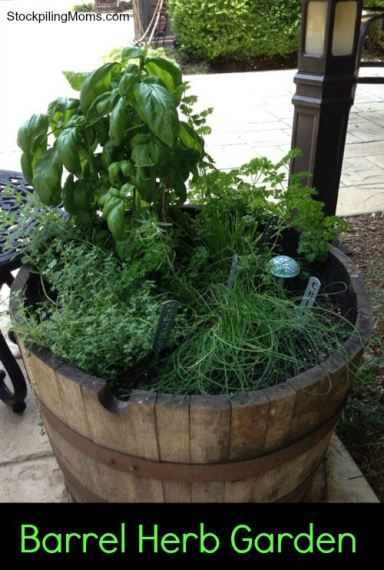 Barrel Herb Garden is a great alternative idea to plant for gardening. Wine Barrel Garden, Strawbale Gardening, Outdoor Compost Bin, Types Of Herbs, Herb Gardening, Witch Garden, Sun Plants, Container Gardening Vegetables, Up House