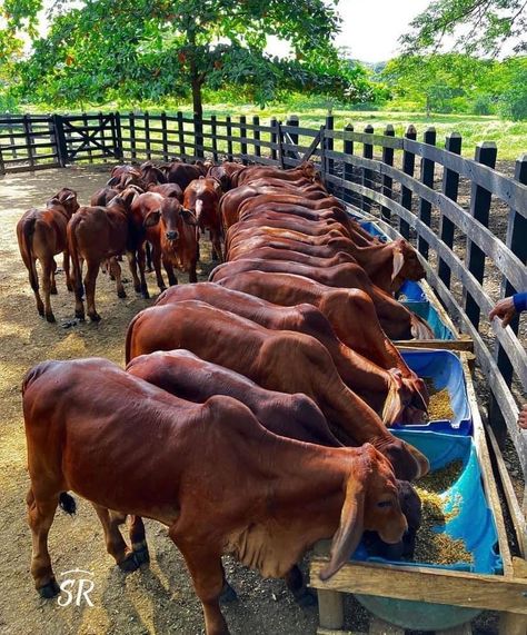 Cattle Barn Designs, Cow Shed Design, Agriculture Pictures, Poultry Farm Design, Cottagecore Life, Farming Technology, Cattle Farm, Basic Anatomy And Physiology, Chicken Coop Run