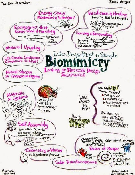 biomimicry... simple design inspired by nature Biomimicry Examples, Biomimicry Architecture, Bionic Design, Systems Thinking, Circular Economy, Be A Nice Human, Life Science, Life Design, Nature Design