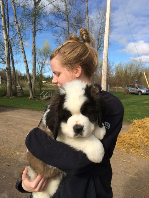 Saint Bernard puppy St Bernard Dogs Puppies, Short Hair Saint Bernard, At Bernard Puppies, At Bernard, Saint Bernard Puppies, Saint Bernard Puppy, Saint Bernard Dog, St Bernards, Saint Bernards