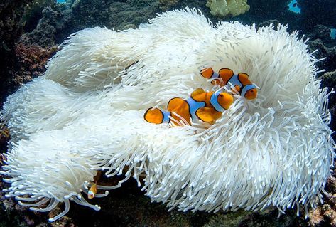 Coral bleaching can take away homes of important marine life, like these Clownfish in a bleached anemone on the Great Barrier Reef during… Animal Shelf, Storyboard Ideas, Ocean Waste, Ocean Illustration, Coral Bleaching, Storyboard Illustration, The Artist Movie, The Great Barrier Reef, Water Animals