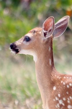 Key Deer...Not A Fawn Deer Side Profile, Key Deer, Deer Fawn, Animal References, Side Profile, Deer, Fox, Forest, Puppies