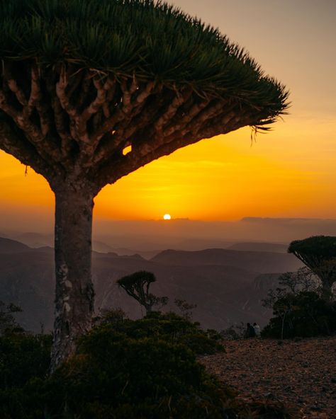 Have you ever heard of a dragon blood tree? 🐉 🩸 🌳 This is the Dracaena cinnabari and might be the coolest looking tree I’ve ever seen on this planet. Only located on the small island of Socotra these trees got the nickname dragon blood because of its blood like colour sap. These trees grow extremely slow taking 100’s of years to get to what we see in the photos. last photo is an 18 year old tree and it’s only a little shrub. 😅 Anyways if you would like to see these magical trees you need to g... Dracaena Cinnabari, Magical Trees, Dragon Blood Tree, Tropical Trees, Socotra, Dragon Tree, Magical Tree, Tree Sap, Dragon Blood