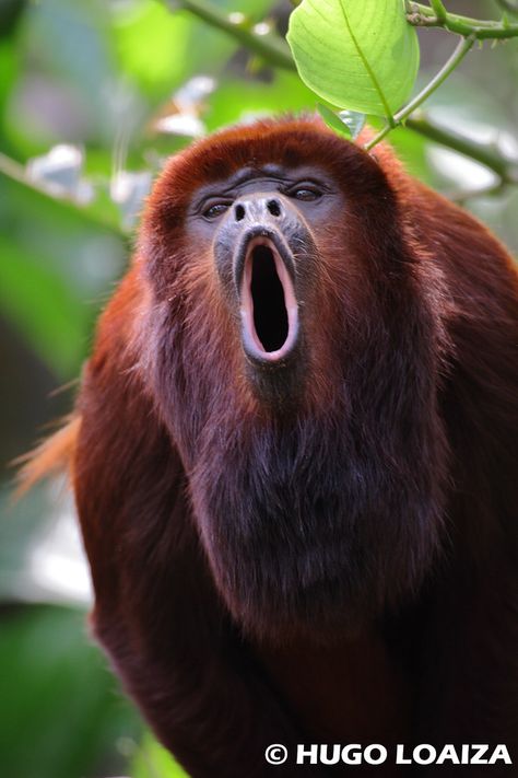 Alouatta seniculus - Juruá Red Howler Monkey | hugo loaiza | Flickr Rainforest Creatures, Ugly Monkey, Animals Activities, Bizarre Animals, Howler Monkey, Tropical Animals, Monkey Art, Young Animal, Unusual Animals