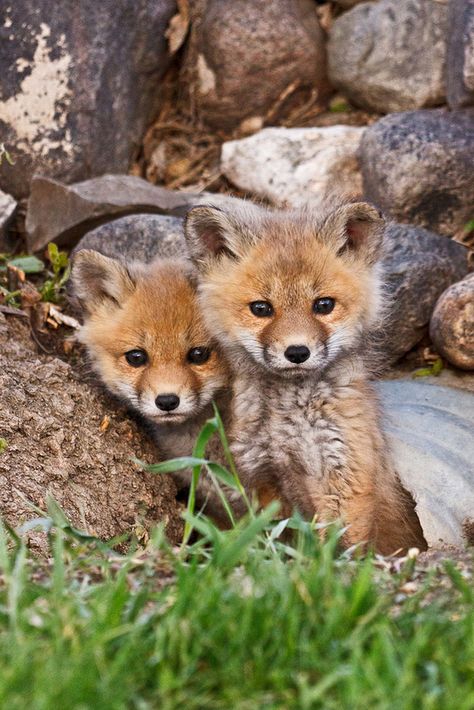 Little fox Baby Foxes, Fuchs Baby, Fox Pups, Regnul Animal, Wild Dogs, Cute Fox, Cute Creatures, Sweet Animals, Animal Planet