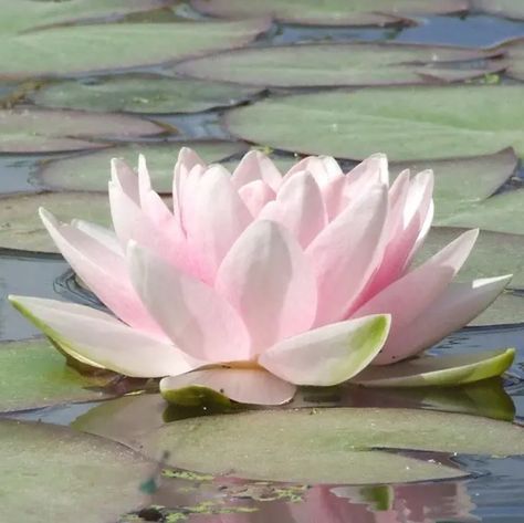 Real Lotus Flower, Lotis Flower, Lotus Flower Aesthetic, Delilah Flower, Lotus Aesthetic, Flowers Of Love, Pretty Flowers Pictures, Pink Lotus Flower, Pink Lilies