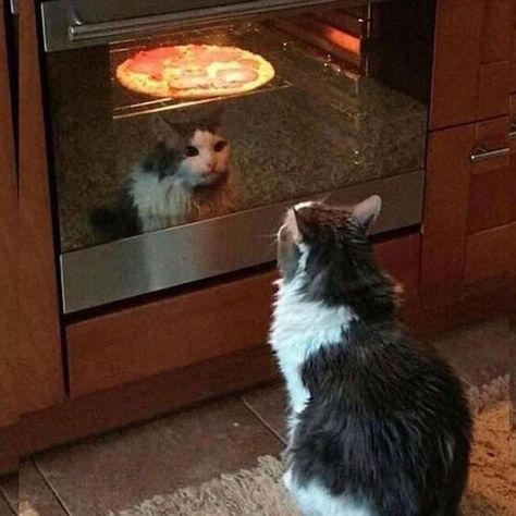 Cats Being Weird, Being Weird, Pizza, Funny, Twitter, Pizzas