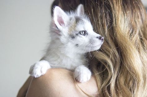 Baby marble fox - fully domesticated! Fuchs Baby, Animals Wallpapers, Pet Fox, Cute Animals Images, Baby Animals Funny, Cute Fox, Animal Wallpaper, Sweet Animals, Funny Animal Pictures