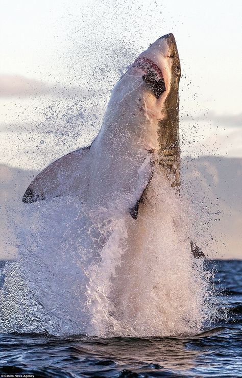 Shark breaching is one of the techniques great whites use to surprise and kill their prey - in this case an unsuspecting cape fur seal Shark Breaching, Great White, Great White Shark Breaching, Shark Infested Waters, Great Shark White, Great White Shark Wallpaper, Great White Shark Photography, Shark Themed Party, Shark Drawing