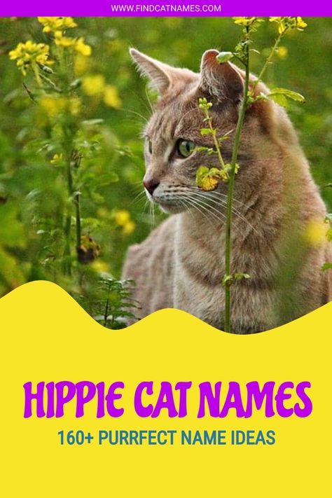 Hippie Cat Names [160+ Purrfect Name Ideas] - Find Cat Names Pagan Names, Bohemian Names, Boy Cat Names, Girl Cat Names, Hippie Names, Hippie Boy, Nature Names, Kitten Names, Hipster Cat