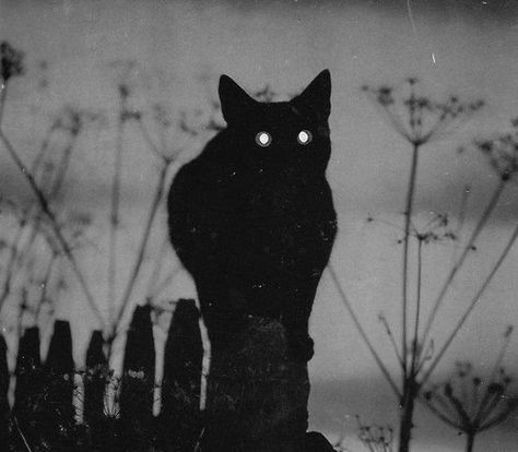 Glowing Eyes, Welcome To Night Vale, Night Vale, A Black Cat, Witch Aesthetic, Cat Aesthetic, Purple Aesthetic, Black Aesthetic, Dark Aesthetic