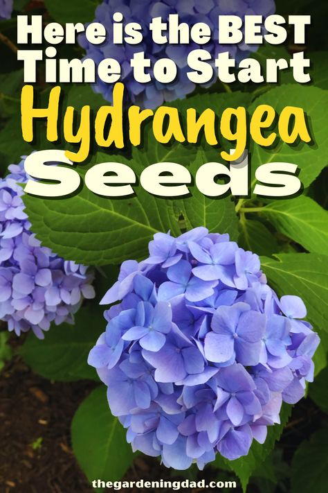 Do you think growing Hydrangea seeds will be difficult and you need some help? This link will outline the tips and tricks to starting those difficult seeds today. #Thegardeningdad #Hydrangea #garden How To Transplant Hydrangea Bushes, Best Time To Plant Hydrangeas, When To Plant Hydrangeas, When Do Hydrangeas Bloom, Turning Hydrangeas Blue, Propagating Hydrangeas, Hydrangea Seeds, Types Of Hydrangeas, Cut Flower Farm