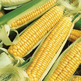 Growing Corn, Corn Seed, Urban Farmer, Yellow Corn, Corn On The Cob, Corn On Cob, Heirloom Seeds, Maize, Sweet Corn