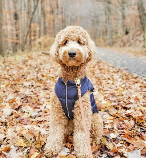 Poodle Outfits Dogs, Golden Doodle Fall Pictures, Golden Doodle Outfits, Teddy Bear Haircut Goldendoodle, Golden Doodle Pictures, Labradoodle Haircuts, Labradoodle Hair, Labradoodle Haircut, Pet Photography Poses