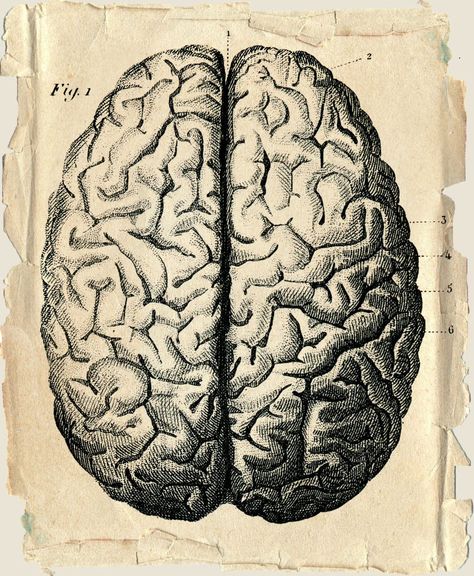 Anatomy Of The Brain, Brain Poster, Brain Drawing, Brain Tattoo, Brain Illustration, Brain Art, Human Anatomy Art, Engraving Illustration, Medical Illustration