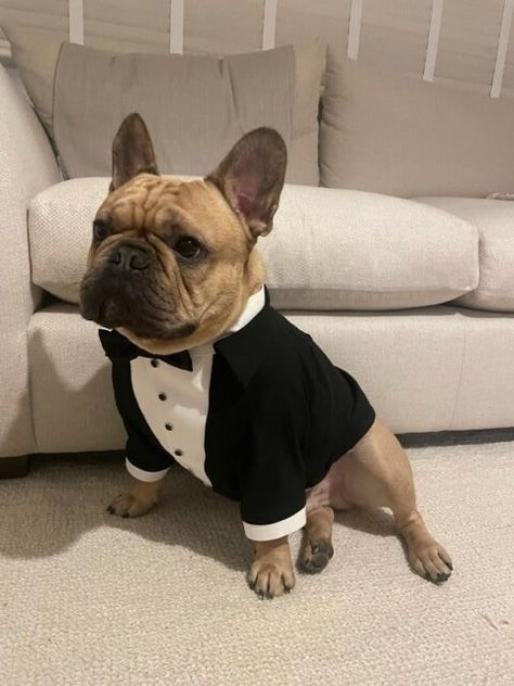 French Bulldog Wedding Outfit, Puppy Wedding Outfits, Frenchie At Wedding, Dog Suit Wedding, French Bulldog Ring Bearer, Frenchie Wedding, French Bulldog Outfits, Funny Packaging, French Bulldog Wedding