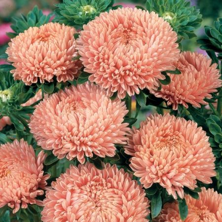 ASTER LADY CORAL SALMON Portland Landscaping, China Aster, Callistephus Chinensis, Prairie Garden, Hummingbird Garden, Flower Farmer, Cut Flower Garden, Pollinator Garden, Pink Garden