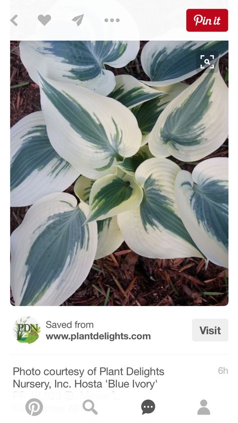 Blue Hosta, Dry Shade Plants, Hosta Varieties, Shade Garden Plants, Hosta Gardens, Hosta Plants, Shade Perennials, Moon Garden, Woodland Garden