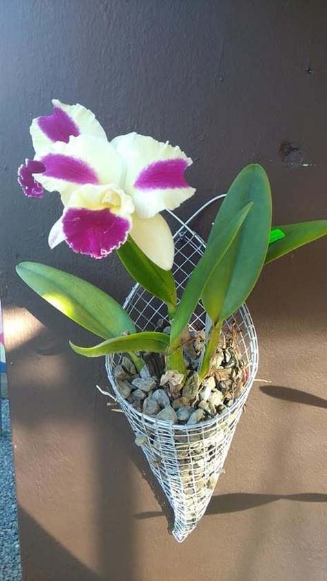 Orchid Basket, Succulent Tree, Orchid Greenhouse, Growing Orchids, Exotic Orchids, Orchids Garden, Hanging Ideas, Plant Decor Indoor, Orchid Care