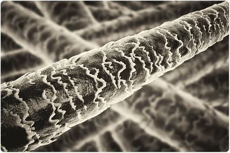 Human hair under microscope illustration. Image Credit: Kateryna Kon / Shutterstock Hair Under Microscope, Under Microscope, Mitochondrial Dna, Human Pictures, Forensic Scientist, Microscopic Images, Forensic Science, Microscopes, Things Under A Microscope