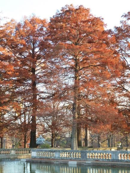 20 Tough Trees for Midwest Lawns | Midwest Living Kentucky Coffee Tree, Small Ornamental Trees, Bald Cypress Tree, Landscaping Shrubs, Tree Lined Driveway, Bald Cypress, Japanese Tree, Midwest Living, Missouri Botanical Garden