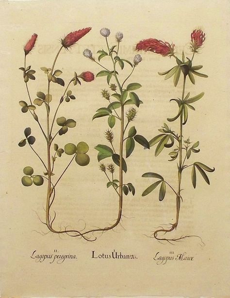 Crimson Clover Crimson And Clover, Red Clover Aesthetic, Crimson Clover Uses, Crimson Clover, Mugwort Botanical Illustration, Hummingbird Flowers, Monarch Butterfly, Vintage Botanical, First Tattoo