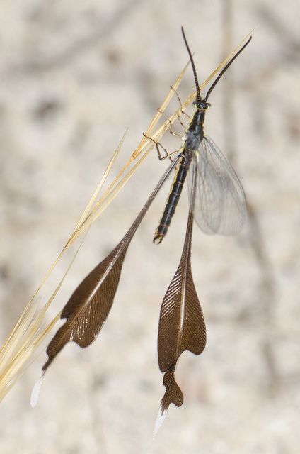 Spoon-winged lacewing by jeans_Photos, via Flickr Weird Insects, Cool Insects, Cool Bugs, Beautiful Bugs, Creepy Crawlies, Arthropods, Arachnids, Bugs And Insects, Weird Creatures