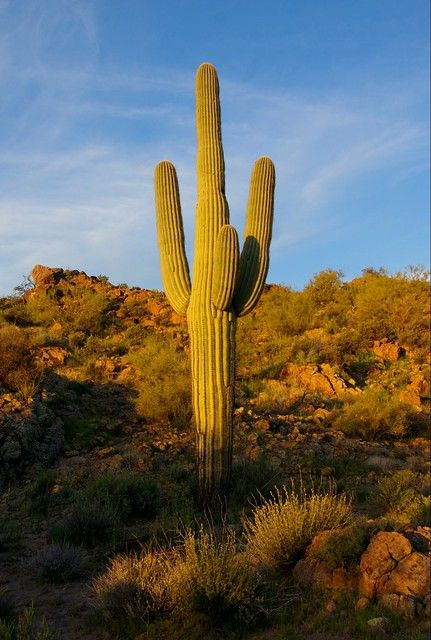 Arizona Scenery, Desert Places, Desert Life, Desert Cactus, Arizona Travel, Saguaro Cactus, Desert Landscape, Cactus Garden, Cactus And Succulents