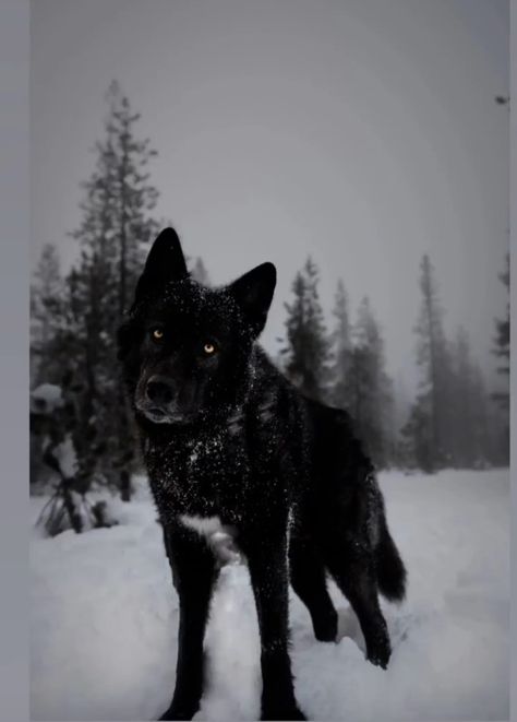 Black Wolfdog, Wolf Magic, Winged Wolf, Farm Pets, Werewolf In London, American Werewolf In London, Wild Dog, Wolf Photos, Timber Wolf