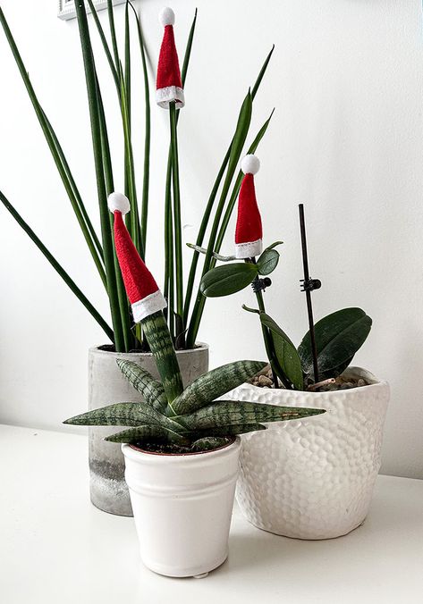 Christmas Decorating With Plants; How to Make Plants Look Festive - My Tasteful Space House Plants Christmas Decor, House Plant Christmas Decor, Christmas Plants Decorations, Plants As Christmas Gifts, Decorating House Plants For Christmas, Christmas Plant Ideas, Christmas Decor Entryway, Plant Christmas Tree, Entryway Christmas Decor