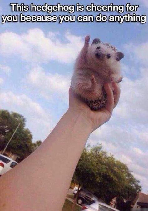 "This hedgehog is cheering for you because you can do anything" #YouveGotThis #MondayMotivation #YayYou A Hedgehog, Cute Hedgehog, Wholesome Memes, Faith In Humanity, Funny Animal Pictures, Bologna, Animal Memes, Images Gif, 귀여운 동물