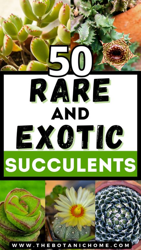 Explore the world of rare succulent plants with our guide to the 50 most extraordinary and unusual species. Learn about rare succulents, types of succulent plants with pictures, growing succulents, cacti and succulents, planting succulents, planting flowers, flowering succulents, types of cactus plants, propagating succulents, succulent gardening & succulent care, weird plants, colorful succulents, unusual plants, rare plants, exotic plants, exotic flowers, cool plants and unique cactus plants. Rare Cactus And Succulents, Identifying Succulents, Succulents Types, Unique Cactus Plants, Aesthetic Crazy, Unique Succulents, Types Of Cactus Plants, Cool Succulents, Different Types Of Succulents